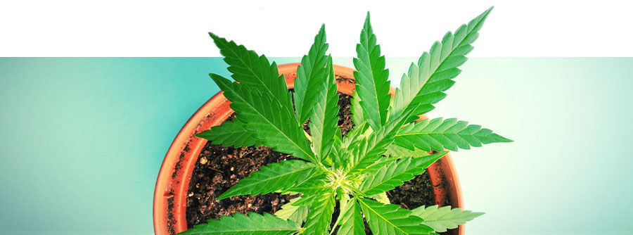 Autoflowering Cannabissamen