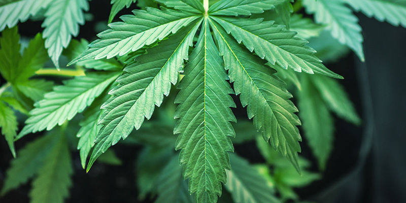 Welche Pflanzen Werden Zur Herstellung Von CBD-Produkten Mit Hohem Prozentsatz Verwendet?