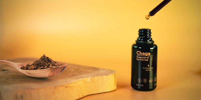 Ist Ein Pilzextrakt Dasselbe Wie Eine Pilztinktur? Ist ein Pilzextrakt dasselbe wie eine Pilztinktur?