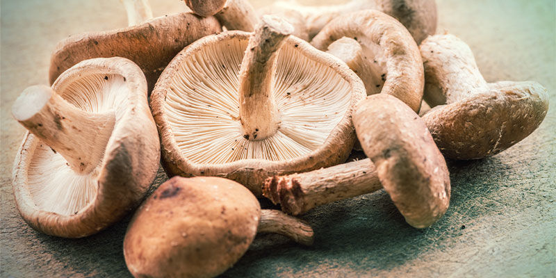 Shiitake-Pilz Shiitake-Pilz