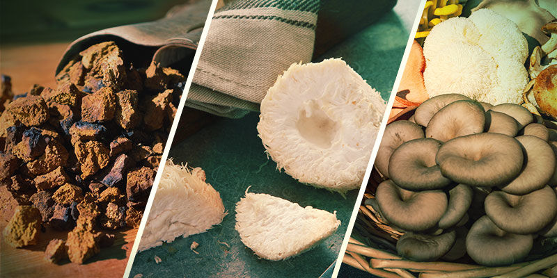 Welche Pilze Sind Adaptogen? Welche Pilze sind adaptogen?