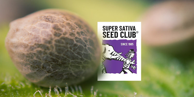 Enthält Der Katalog Des Super Sativa Seed Clubs Ausschließlich Sativa-Sorten? Enthält Der Katalog Des Super Sativa Seed Clubs Ausschließlich Sativa-Sorten?