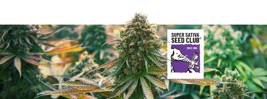 Informationen Über Den Super Sativa Seed Club Informationen über den Super Sativa Seed Club
