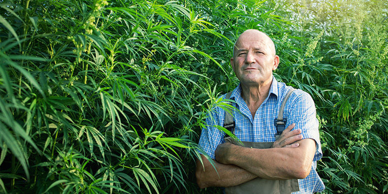 Der Heutige SSSC Der Heutige SSSC (Super Sativa Seed Club)