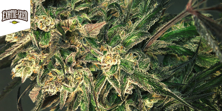 Exotic Colours - Exotic Seed Exotic Colours - Exotic Seed