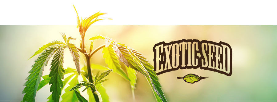 Exotic Seed - Cannabis Samen Exotic Seed - Cannabis Samen