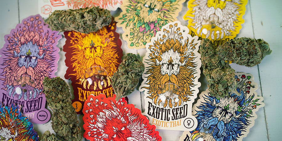 Wie Werden Cannabissamen Von Exotic Seed Verpackt? Cannabissamen Exotic Seed verpackt