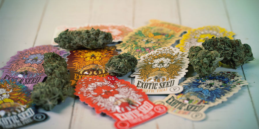 Wer Sind Exotic Seed? Wer sind Exotic Seed?