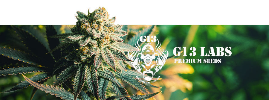 G13 Labs - Cannabissamen G13 Labs - Cannabissamen