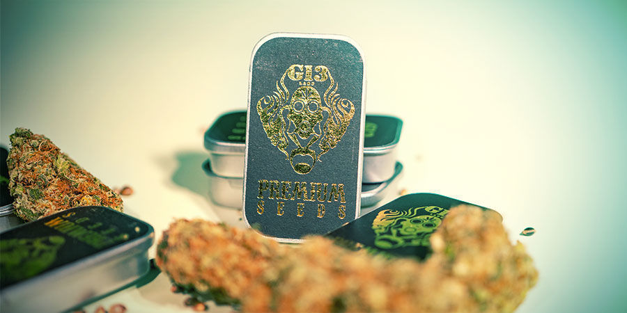 Was Sind Die Top 3 Cannabissorten Von G13 Labs? Top 3 Cannabissorten G13 Labs