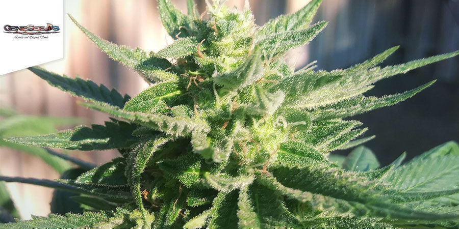 Alaskan Thunderfuck - GeneSeeds