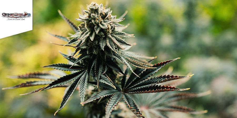 Auto Thunderfuck - GeneSeeds