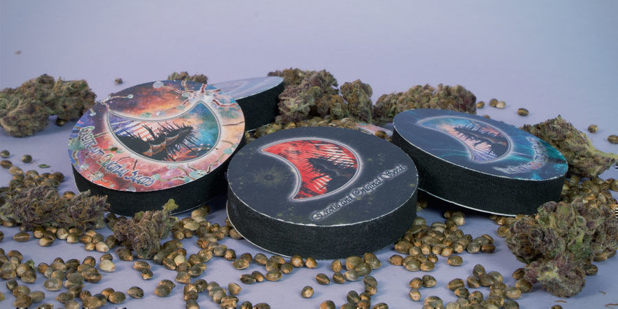 Cannabissamen GeneSeeds verpackt