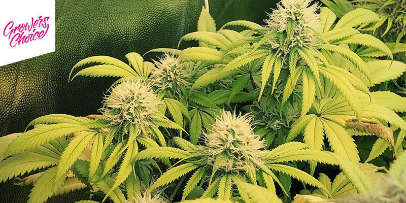 Banana Sherbet - Growers Choice Banana Sherbet - Growers Choice