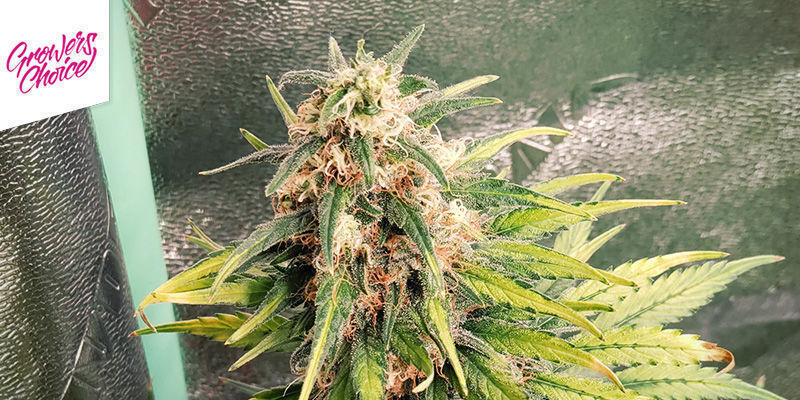 Bruce Banner 3 - Growers Choice Bruce Banner 3 - Growers Choice