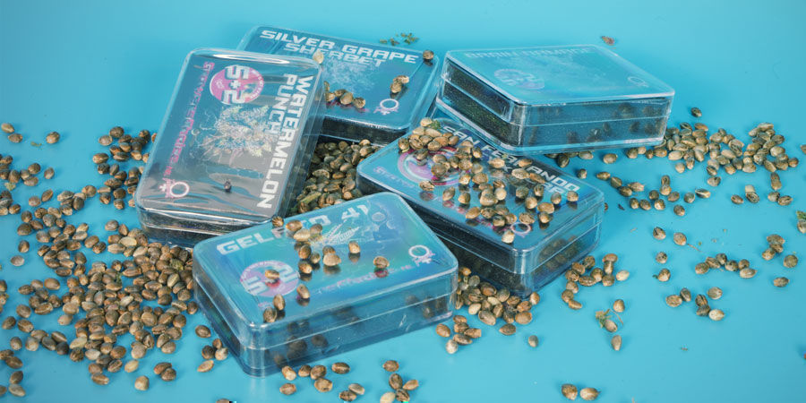 Die Top 3 Cannabissorten Von Growers Choice Top 3 Cannabissorten Growers Choice