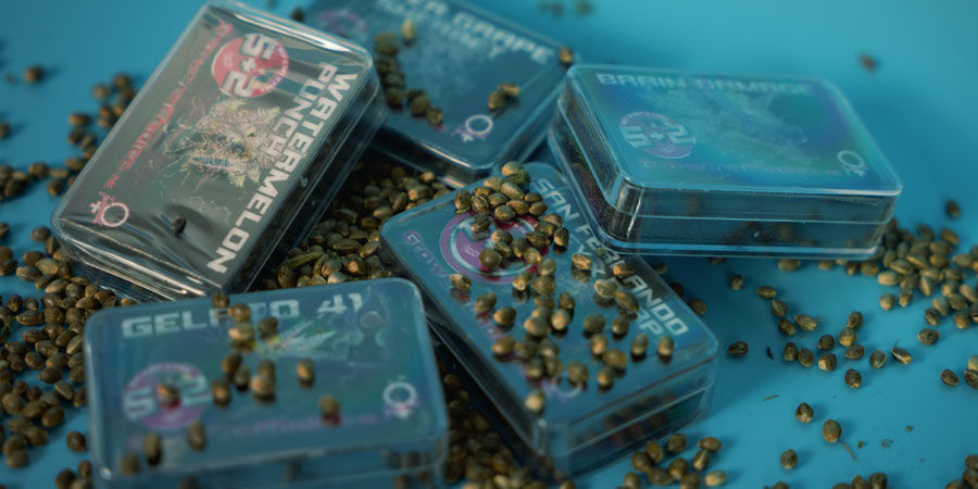 Wo Kann Ich Cannabissamen Von Growers Choice Kaufen? Cannabissamen Growers Choice kaufen