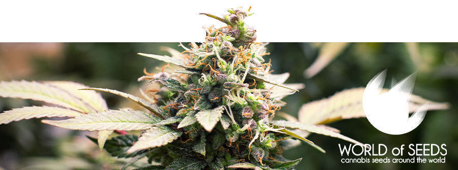 Informationen Über World Of Seeds Informationen Über World Of Seeds