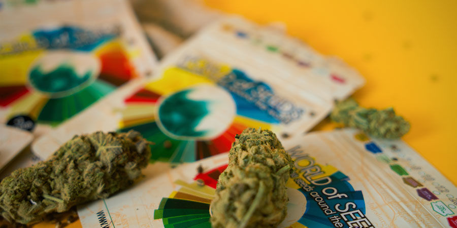 Welches Sind Die Besten Cannabissorten Von World Of Seeds? Welches Sind Die Besten Cannabissorten Von World Of Seeds?