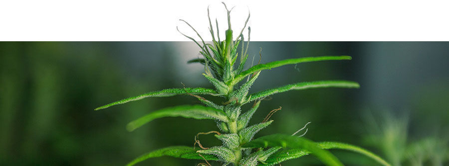 Klassische Cannabissorten