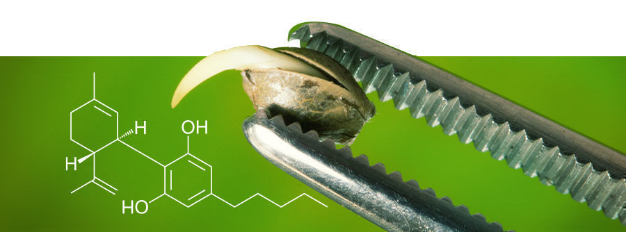 Über CBD-Samen