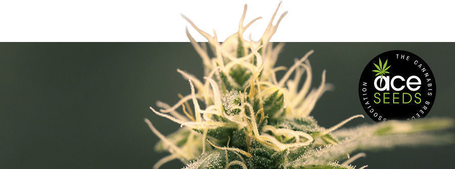 Informationen Über ACE Seeds