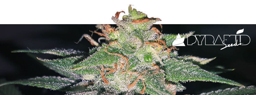 Informationen Pyramid Seeds Informationen Pyramid Seeds