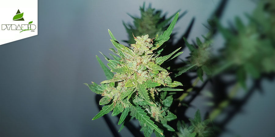 Auto Nefertiti (Pyramid Seeds) Feminisiert