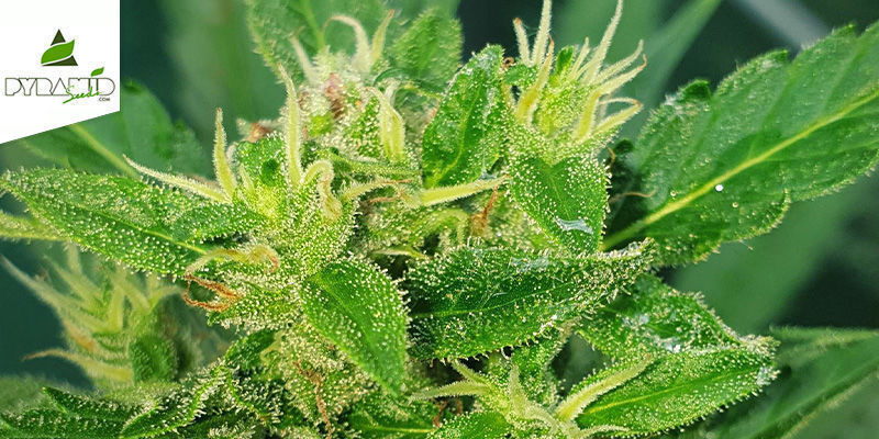 Auto Super Hash (Pyramid Seeds) Feminisiert