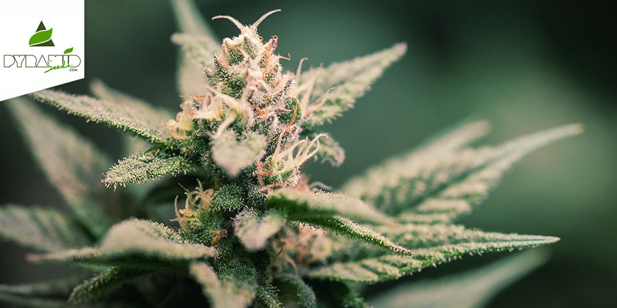 Super Hash (Pyramid Seeds) Feminisiert