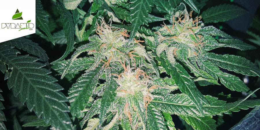 Tutankhamon (Pyramid Seeds) Feminisiert