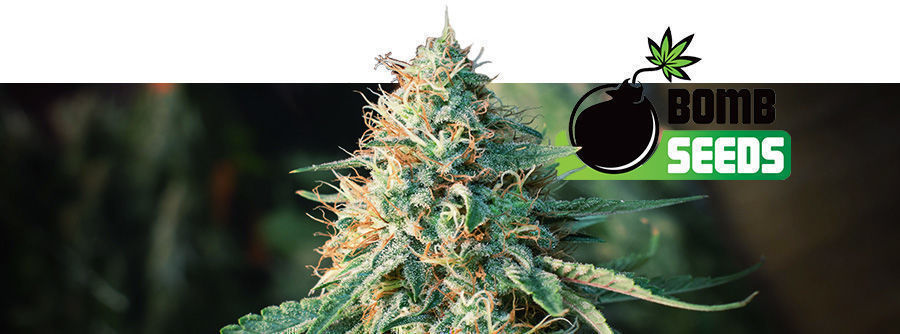 Informationen Über Bomb Seeds