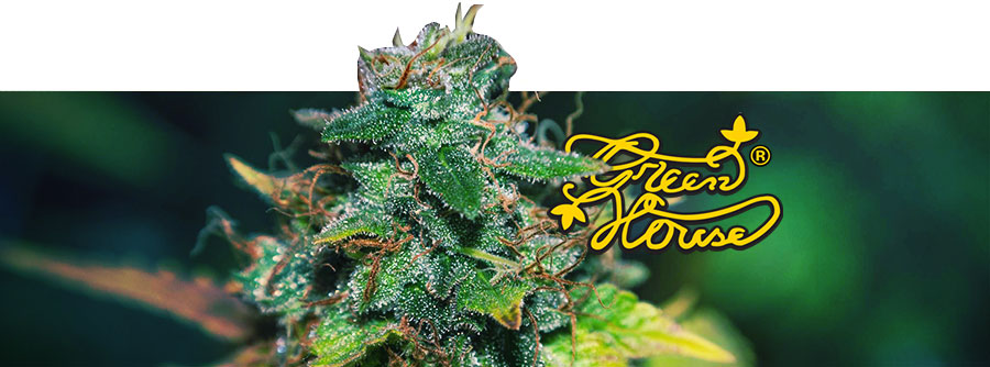 Informationen Greenhouse Seeds