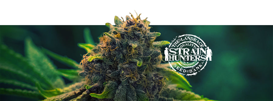Strain Hunters Strain Hunters