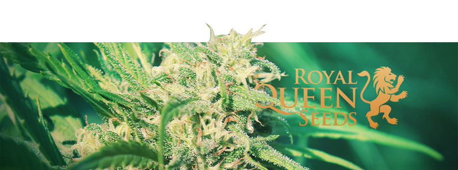 Königliche Hanfsamen von Royal Queen Seeds: Premium-Genetik für jeden Anbautyp Königliche Hanfsamen von Royal Queen Seeds: Premium-Genetik für jeden Anbautyp