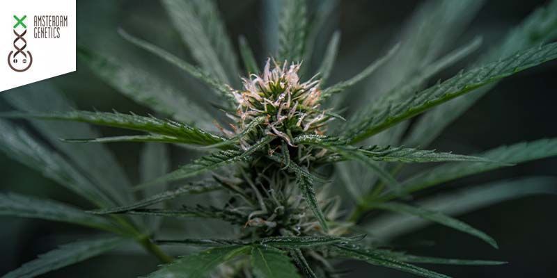 AK-020 (Amsterdam Genetics)