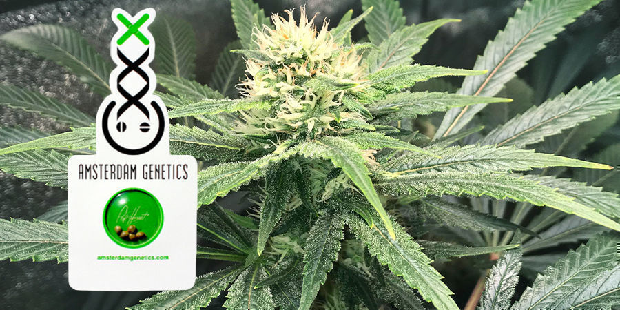 Verpackung Von Amsterdam Genetics Verpackung Von Amsterdam Genetics