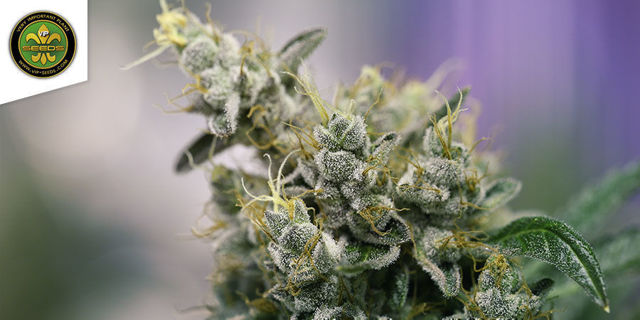 Atlant CBD Von VIP Seeds Atlant CBD Von VIP Seeds
