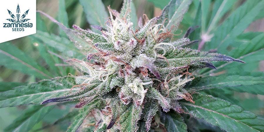 CBD Fix Von Zamnesia Seeds CBD Fix Von Zamnesia Seeds