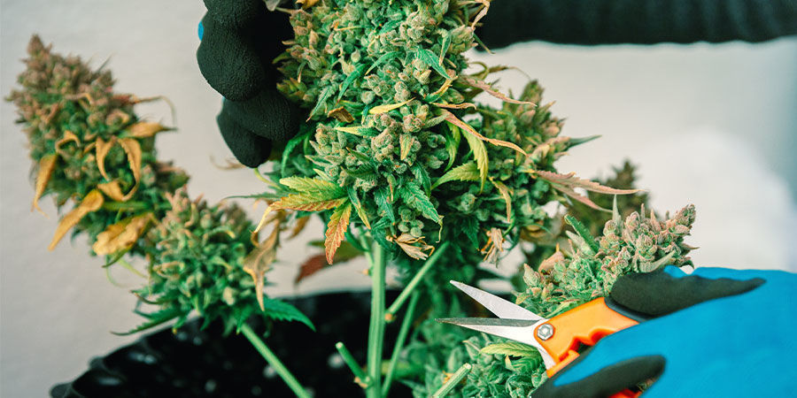 CBD-Reiche Vs. THC-Reiche Sorten CBD-Reiche Vs. THC-Reiche Sorten