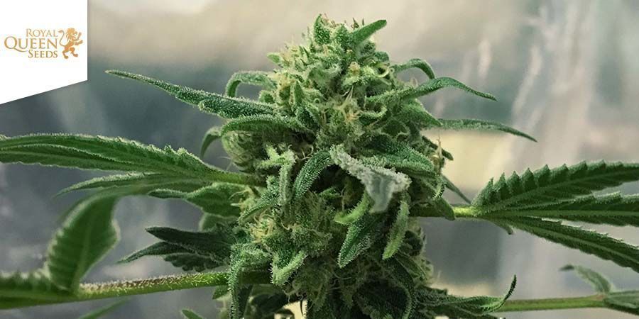 Royal Highness Von Royal Queen Seeds Royal Highness Von Royal Queen Seeds