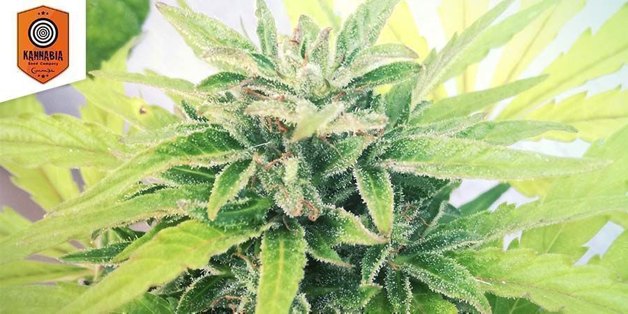 Swiss Dream Auto CBD Von Kannabia Seeds Swiss Dream Auto CBD Von Kannabia Seeds