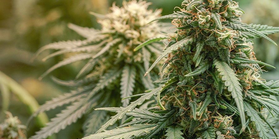 Was Ist Eine CBD-Reiche Sorte? Was Ist Eine CBD-Reiche Sorte?