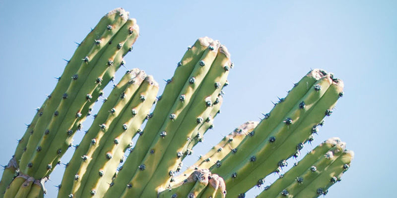 Peruanische Stangenkaktus (Echinopsis peruviana)