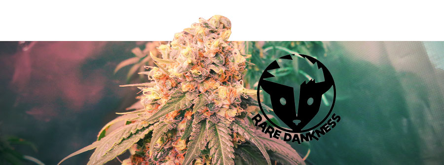 Infos Über Rare Dankness Infos Über Rare Dankness