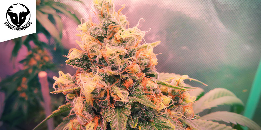 Ghost Train Haze 1 (Rare Dankness)