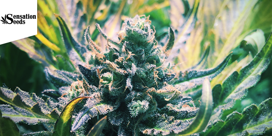 Amnesia Haze (Sensation Seeds)