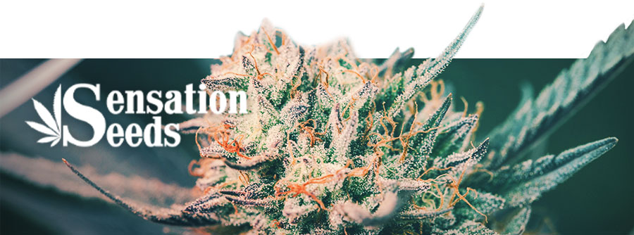 Informationen Über Sensation Seeds Informationen Über Sensation Seeds