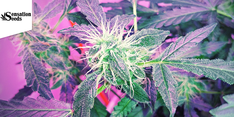 Northern Light Auto (Sensation Seeds)