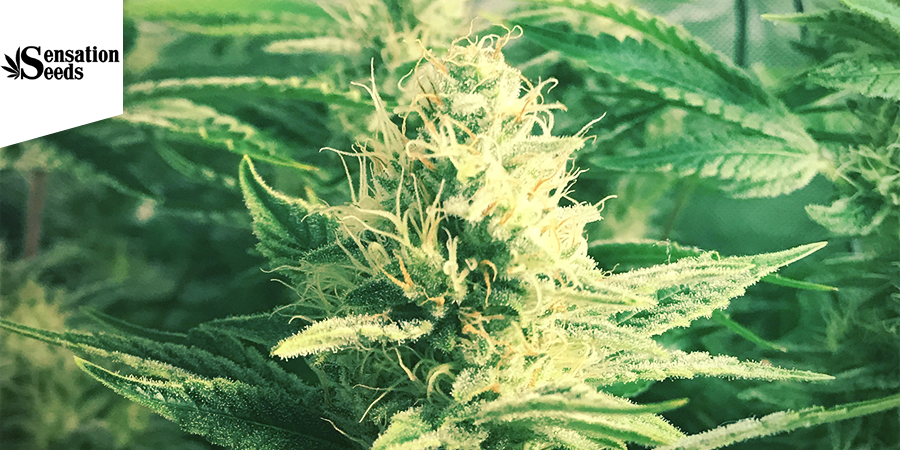 White Widow (Sensation Seeds) feminized